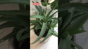 САМЫЕ ПОЛЕЗНЫЕ РАСТЕНИЯ ДЛЯ СПАЛЬНИ!