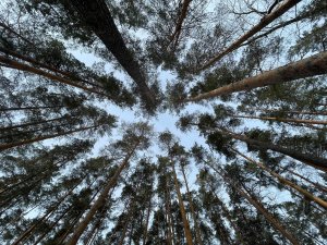 Лыжный поход 1 категории сложности Тамбов-Моршанск