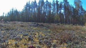 Сбор строчков 2021