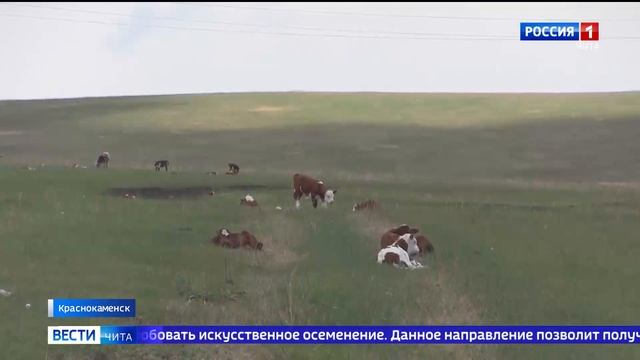 Заключенные в Краснокаменске ухаживают за собственным стадом животных смотреть онлайн