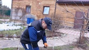 вторая подкормка плодовых деревьев и кустарников под перекопку весной