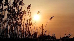 Sounds villages sounds for sleep 2022 Утро в деревне на Кавказе Расслабляющие звуки