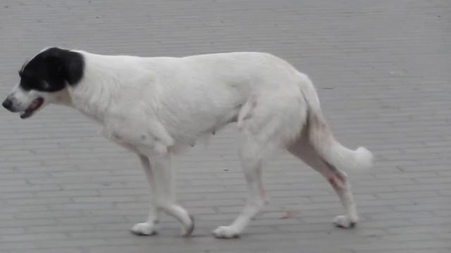Беготня чёрно-белой собаки сучки по Спартановке, Волгоград, ТЗР