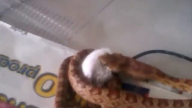 Pantherophis Guttatus Eat Mouse смотреть онлайн