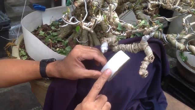 BONSAYISTA GRAFTING PART 3 смотреть онлайн