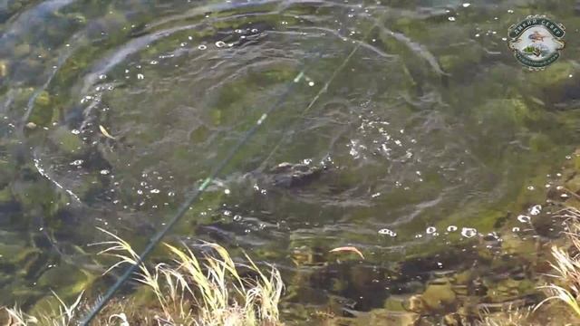 Ловля хариуса на спиннинг. Ловим хариуса на блесну. Полярный Урал. Река Пай-соим. смотреть онлайн