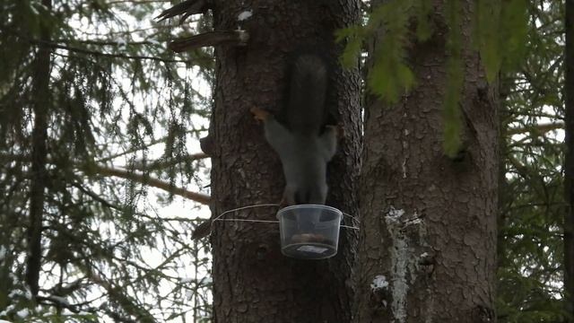 №4255 02 11 2023 Про белку смотреть онлайн