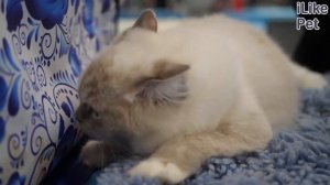 5 пород кошек, которые отлично ладят с детьми