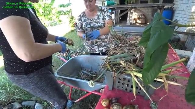 БУДНИ ПЕРЕСЕЛЕНЦЕВ ИЗ ГЕРМАНИИ///ЛЕНА И ТОЛИК