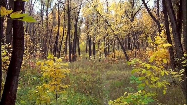 Ты Сибирь моя Сибирь