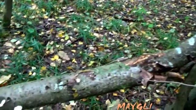 Грибы Вешенки в лесу. Съедобные грибы.