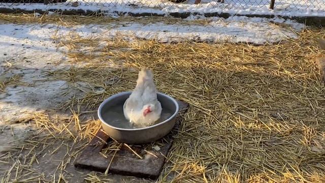 Тонкости выращивания перепела мясных пород//Как выбрать репродуктивного Гуся на племя Датский Легар