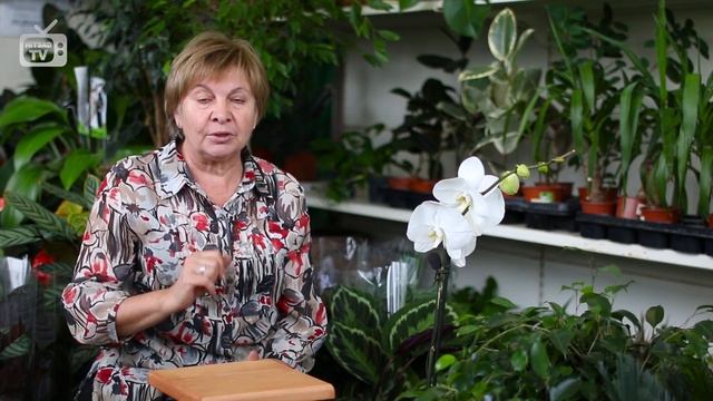 Севооборот в огороде ? Что после чего можно сажать? ➡ Советы садоводам от hitsadTV