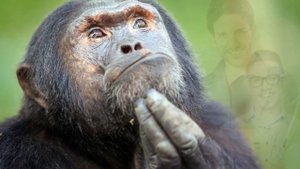 Маймун мучалидагилар канака одамлар булишади