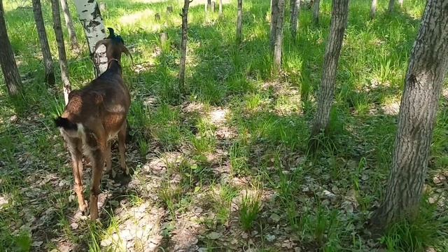 Заболела коза Ева/ Пропал аппетит,козу тошнит/ Коза сама себя лечит. смотреть онлайн
