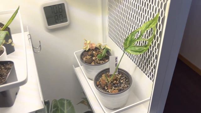 Plant haul // Moss works haul + fb group purges & theunfurlingleafythings смотреть онлайн