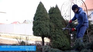 НИВАКИ В САДУ | Ель канадская | Ель Колючая | ТОПИАР ИЗМОЖЖЕВЕЛЬНИКА@user-qs3ui4et9d Стрижка туи ми