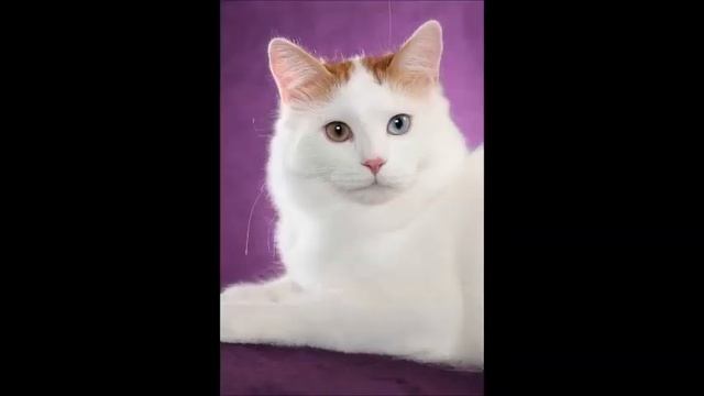 ARMENIAN VAN CAT ՎԱՆԱԿԱՏՈԻ ВАНСКАЯ КОШКА