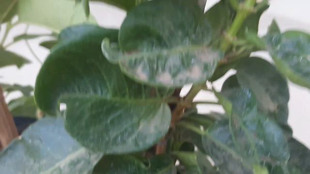 മാൻഡേവില്ല-Caring Tips смотреть онлайн