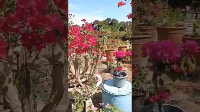 Bougainvillea Plants #rare #shorts #bougainvillea