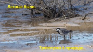 Трясогузка. Птица прилетает к нам только летом.