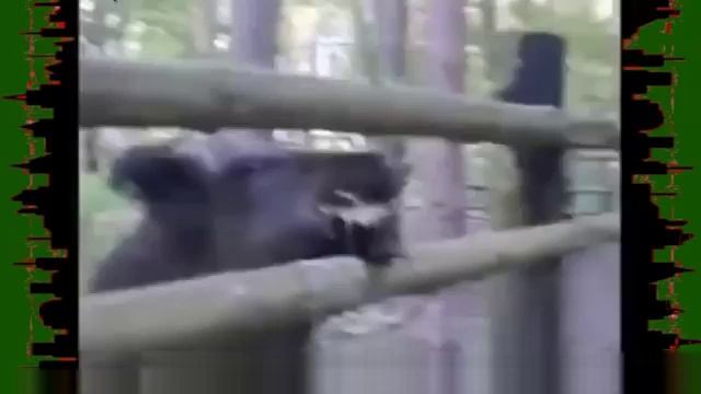 Охота Дикие животные Приколы с дикими кабанами смотреть онлайн