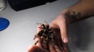 Brachypelma smithi. Домашний паук-птицеед.