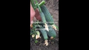 Огурец Муссон F1 - лидер по урожайности!