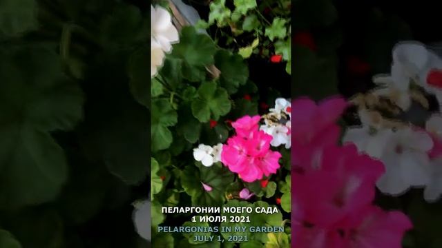 Пеларгонии в моем саду 1 июля 2021. Prlargonias in my garden July,1 , 2021. #shorts,