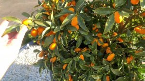 Kamquat Nagami Tree Full of Fruit