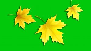 Кленовые листья кружатся - футаж для видео монтажа на черном и зеленом фоне. | Бесплатные футажи.