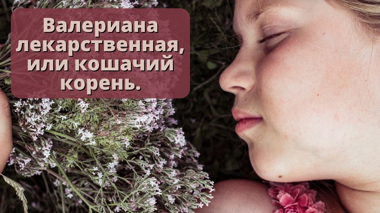 Валериана польза и противопоказания.