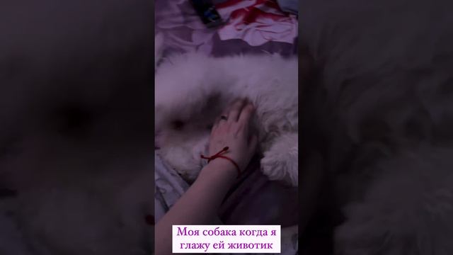 Моя собака