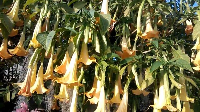 Las orquidias смотреть онлайн