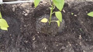 Посадка перцев, баклажан и петунии в грунт