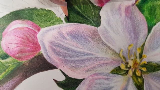 Как рисовать цветы. Сакура. Цветные карандаши. #рисование #школарисунка #цветы #рисование#видео