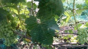 Виноград Гелиодор,Каталония,Дубовский розовый на 16 августа 2022 г.