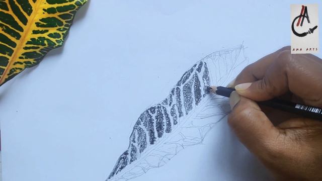 How to draw a Croton Leaf 》 Easy Leaf Pencil Drawing смотреть онлайн