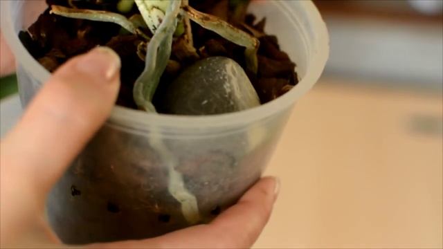 Как Обрезать Листья у Орхидеи