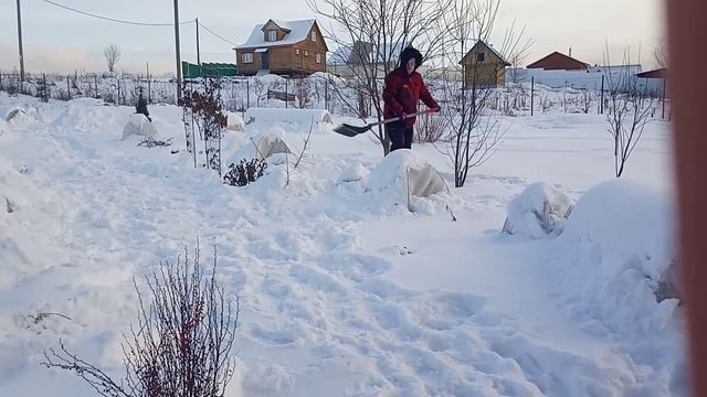 Утипляю розы снегом, готовлюсь к морозам. смотреть онлайн