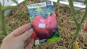 созрел ? ,,пухляш,, гибрид от семена Алтая, буду сажать на следующий год.