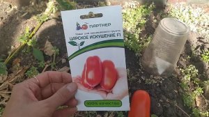 Томат ЦАРСКОЕ ИСКУШЕНИЕ от ПАРТНЕР/показываю свой урожай/ДАЧА УДАЧИ