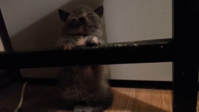 котёнок засыпает под "спокойной ночи, малыши" смотреть онлайн