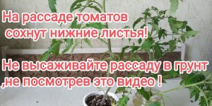Причины пятен на листьях томатов в теплице.Что не хватает томатам_.mp4