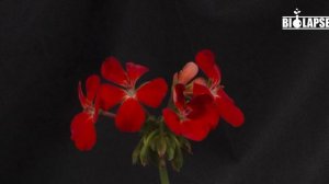 Tender red flower pelargonium cranesbill | Time lapse | 5 days in 1 min