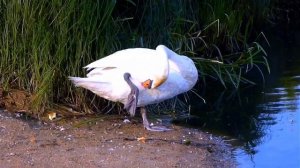 Очень красивая песня для души- Лебеди Владимир Захаров .