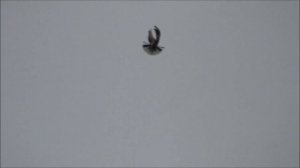 Голуби серпастые в гостях у Александра.