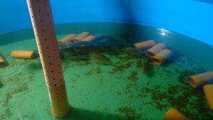 тилапия в узв