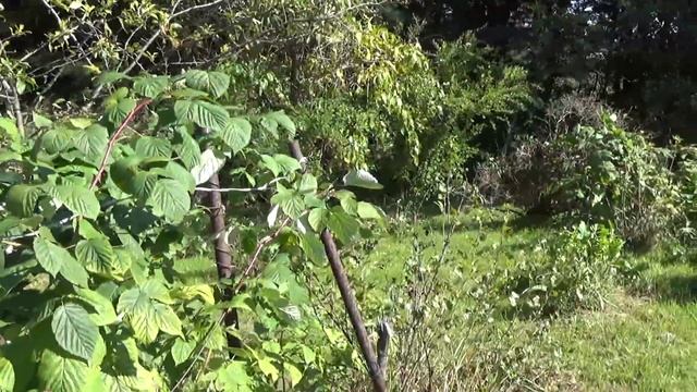 Дача городских владивостокцев. Конец и начало. смотреть онлайн