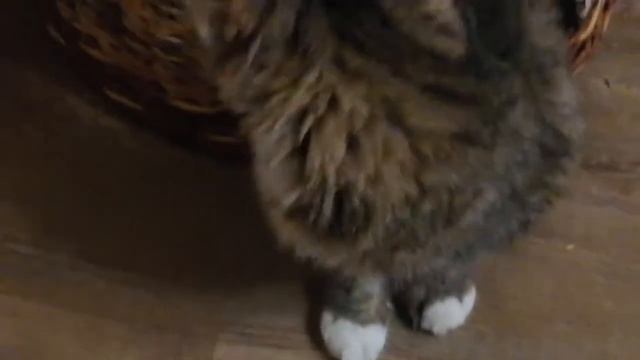 Домик для кошечки из бумажной лозы смотреть онлайн